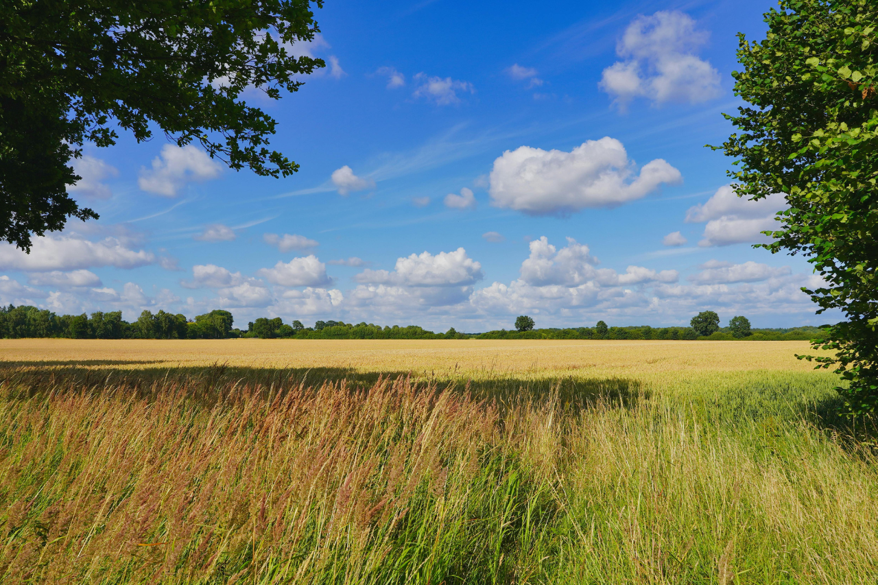 Landschaft nahe Kiel